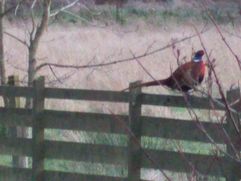 Pheasant on a fence